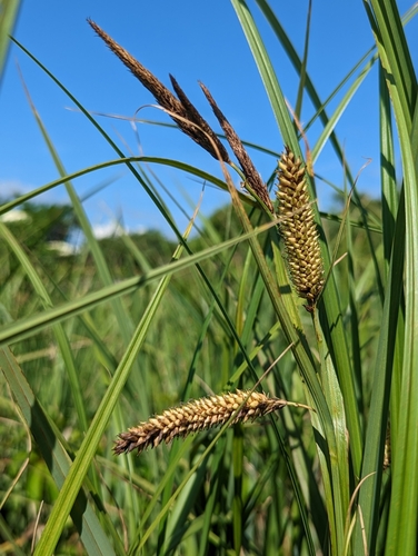 Carex riparia (greater pond sedge) (alternate view 2)