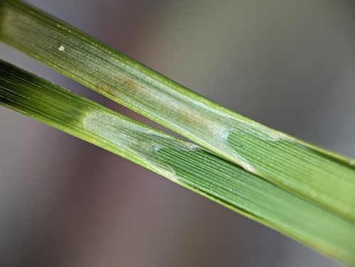 Carex riparia (greater pond sedge) (alternate view 5)