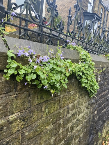 Campanula poscharskyana (Serbian Bellflower) (alternate view 3)