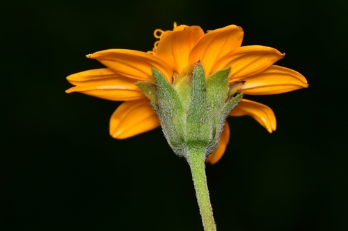 Wedelia hispida (Texas creeping-oxeye)