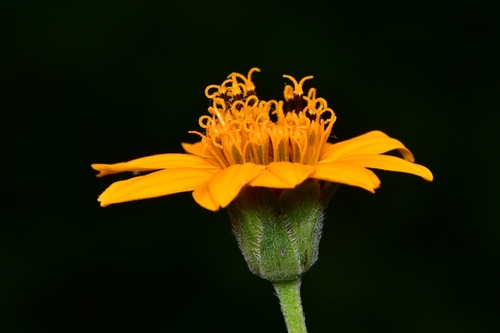 Wedelia hispida (Texas creeping-oxeye) (alternate view 2)