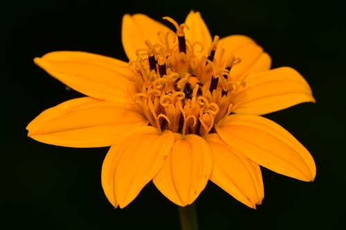 Wedelia hispida (Texas creeping-oxeye) (alternate view 3)