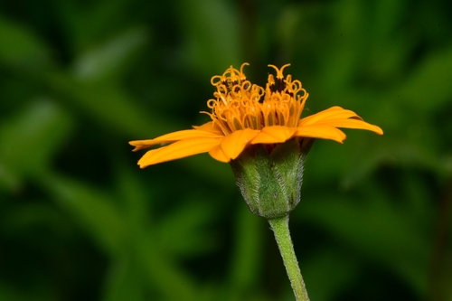 Wedelia hispida (Texas creeping-oxeye) (alternate view 4)