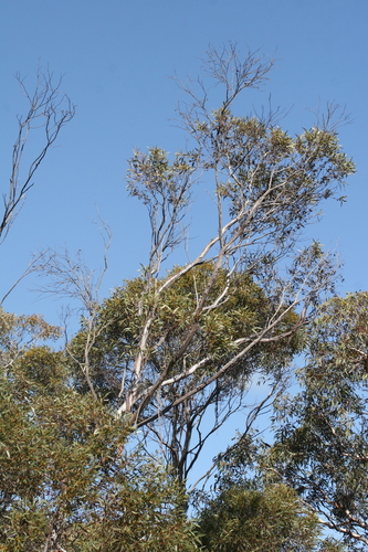 Eucalyptus incrassata (Ridge-fruited mallee) (alternate view 2)