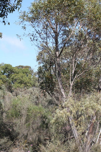 Eucalyptus incrassata (Ridge-fruited mallee) (alternate view 3)