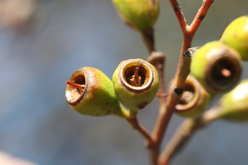 Eucalyptus incrassata (Ridge-fruited mallee) (alternate view 4)