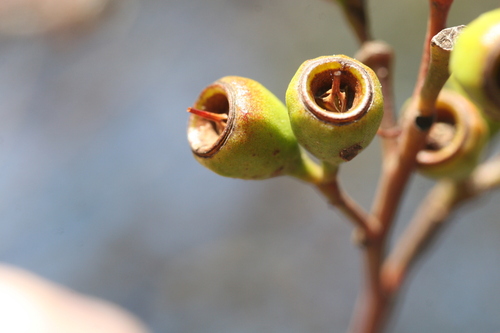 Eucalyptus incrassata (Ridge-fruited mallee) (alternate view 5)