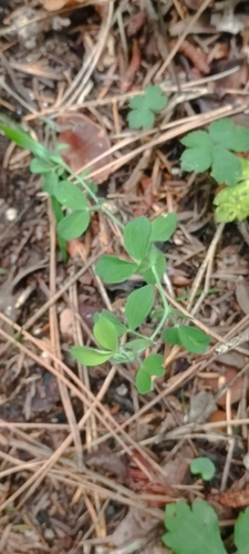 Lathyrus (sweet peas and vetchlings)