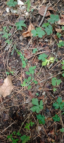 Lathyrus (sweet peas and vetchlings) (alternate view 2)