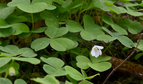 Oxalis oregana (redwood sorrel)