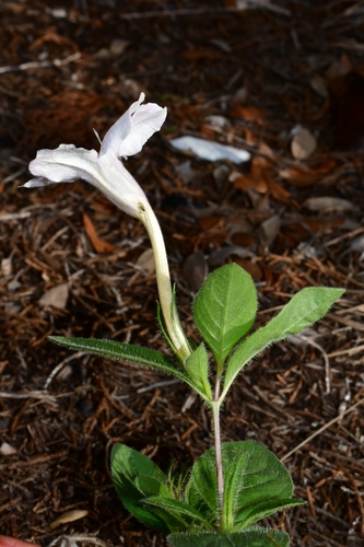 Ruellia humilis (hairy ruellia) (alternate view 2)