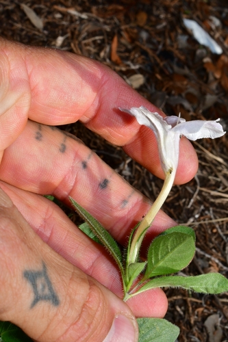 Ruellia humilis (hairy ruellia) (alternate view 3)