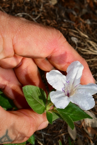Ruellia humilis (hairy ruellia) (alternate view 4)