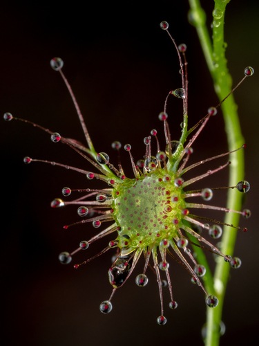 Drosera auriculata (Tall sundew) (alternate view 6)