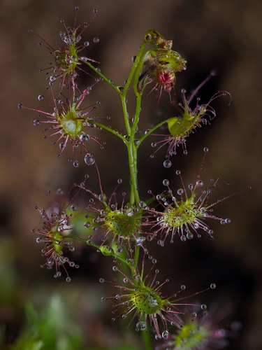 Drosera auriculata (Tall sundew) (alternate view 7)