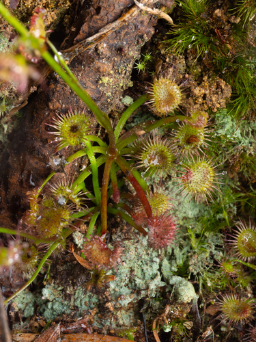 Drosera auriculata (Tall sundew) (alternate view 8)