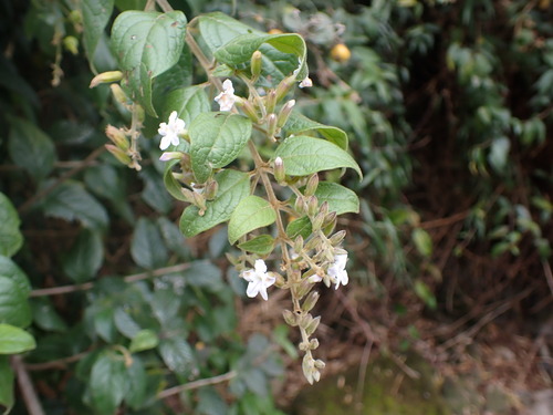 Duranta (alternate view 5)