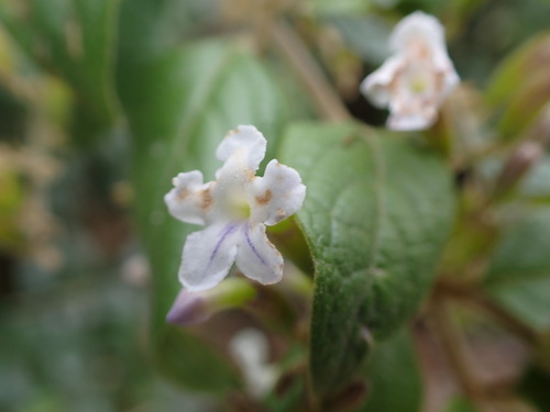 Duranta (alternate view 6)