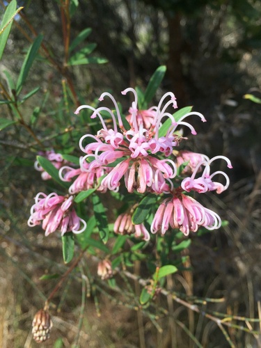 Grevillea sericea (Pink Spider Flower) (alternate view 5)