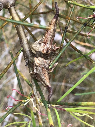 Hakea teretifolia (Dagger Hakea) (alternate view 4)