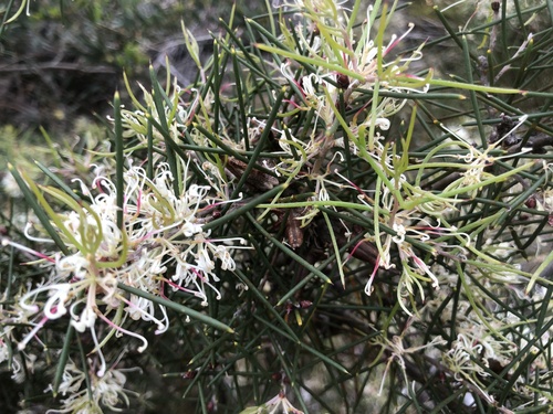 Hakea teretifolia (Dagger Hakea) (alternate view 5)
