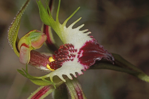 Caladenia tentaculata (eastern mantis orchid) (alternate view 10)