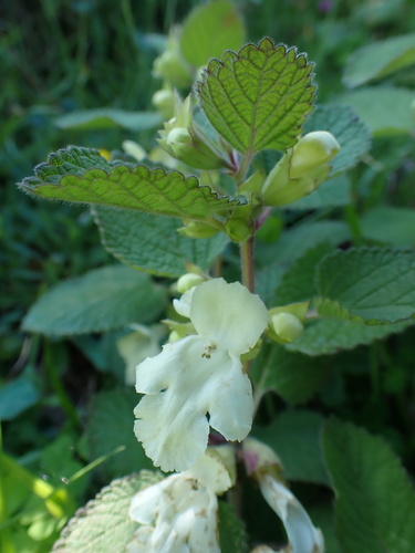 Melittis melissophyllum subsp. albida (alternate view 3)