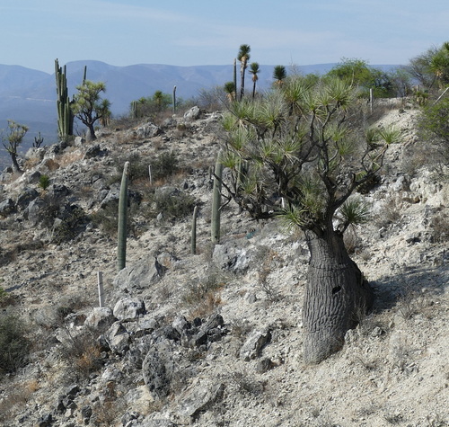 Beaucarnea (alternate view 9)