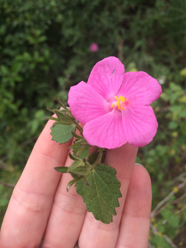 Pavonia lasiopetala (Rose pavonia) (alternate view 5)