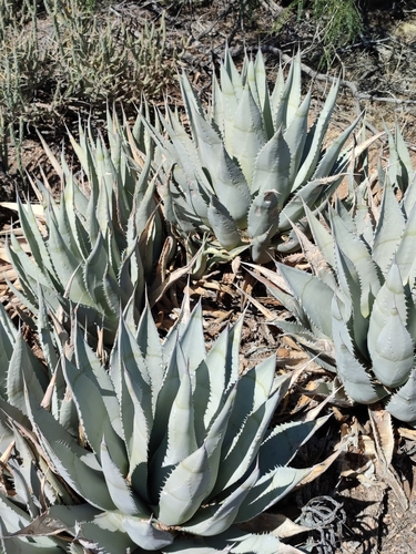 Agave deserti (desert agave) (alternate view 3)