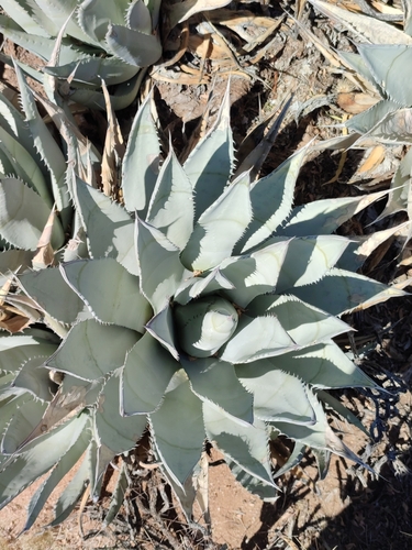Agave deserti (desert agave) (alternate view 4)