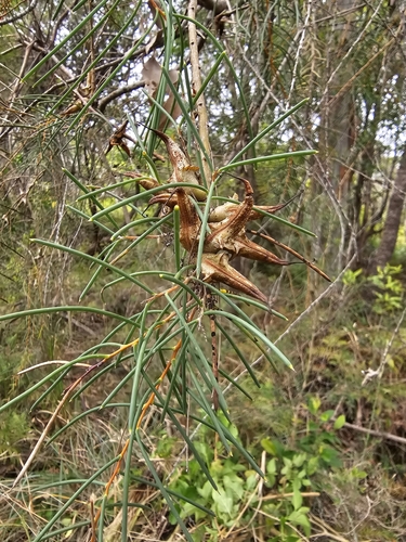 Hakea teretifolia (Dagger Hakea)