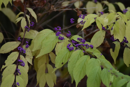 Callicarpa dichotoma (Purple Beautyberry)
