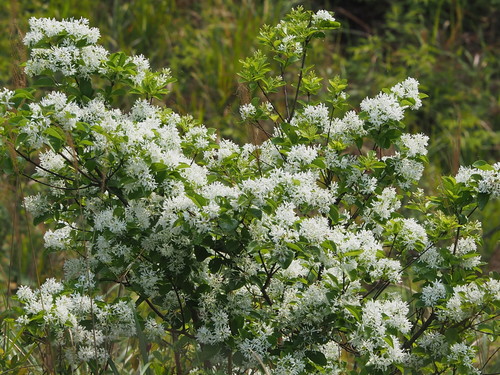 Chionanthus retusus (Chinese Fringetree) (alternate view 2)