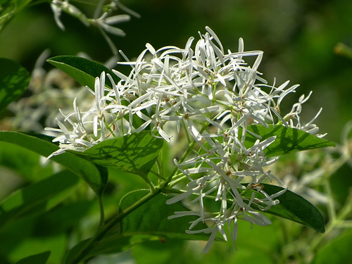 Chionanthus retusus (Chinese Fringetree)