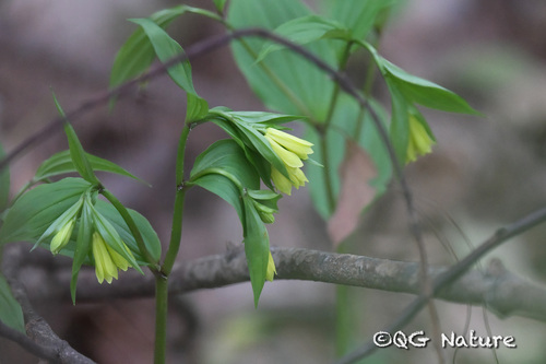 Disporum uniflorum (Yellow Fairybells)