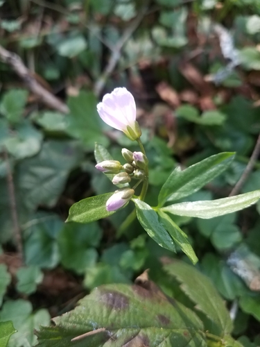 Cardamine nuttallii (Nuttall's toothwort) (alternate view 4)
