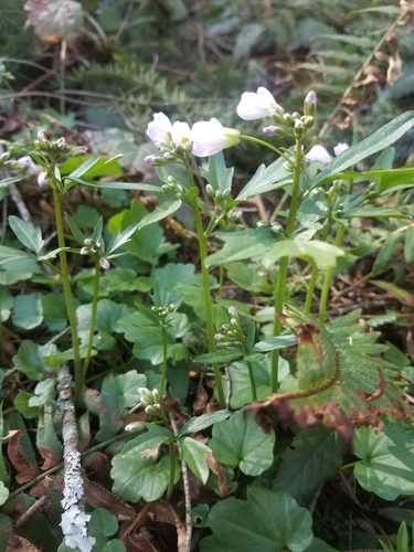 Cardamine nuttallii (Nuttall's toothwort) (alternate view 5)