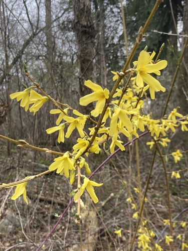 Forsythia x intermedia (hybrid forsythia) (alternate view 2)