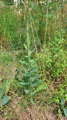 Lactuca virosa (bitter lettuce)