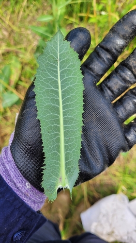 Lactuca virosa (bitter lettuce)
