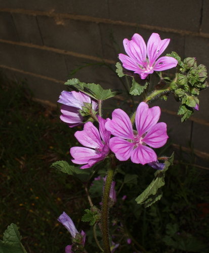 Malva sylvestris (Common Mallow)