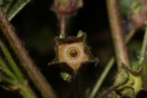 Malva sylvestris (Common Mallow)
