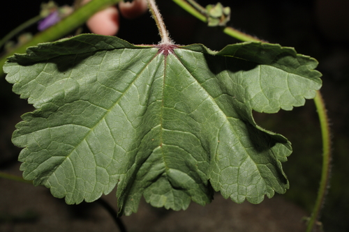 Malva sylvestris (Common Mallow)