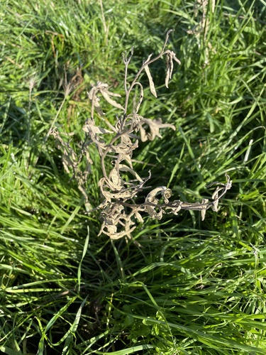 Solanum elaeagnifolium (silverleaf nightshade)