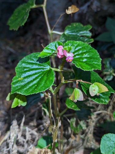 Begonia × semperflorens-cultorum (wax begonia) (alternate view 2)