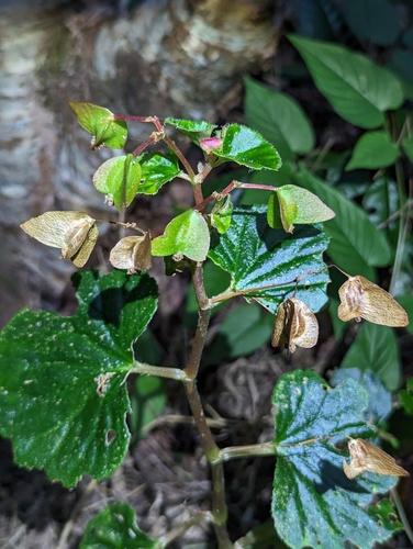 Begonia × semperflorens-cultorum (wax begonia) (alternate view 3)