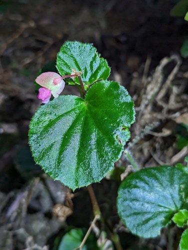 Begonia × semperflorens-cultorum (wax begonia) (alternate view 5)