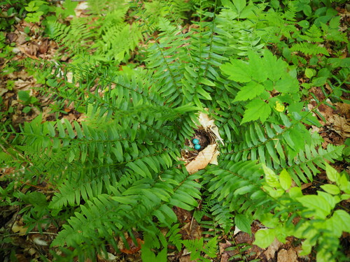 Polystichum acrostichoides (Christmas Fern)