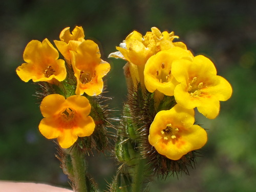 Amsinckia menziesii (Common Fiddleneck) (alternate view 8)